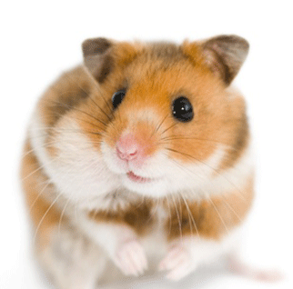 ハムスター